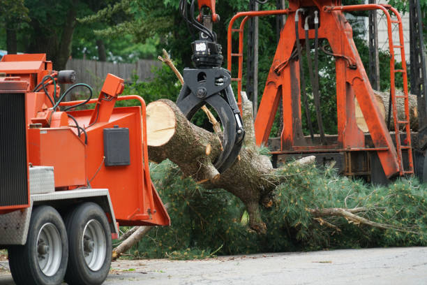 Best Firewood Processing and Delivery  in Gouldtown, NJ