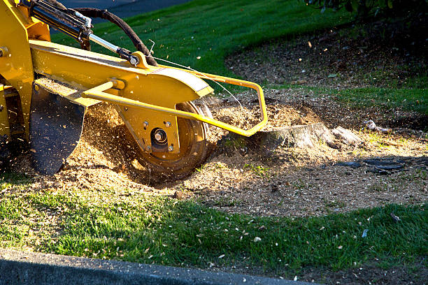 Why Choose Our Tree Removal Services in Gouldtown, NJ?